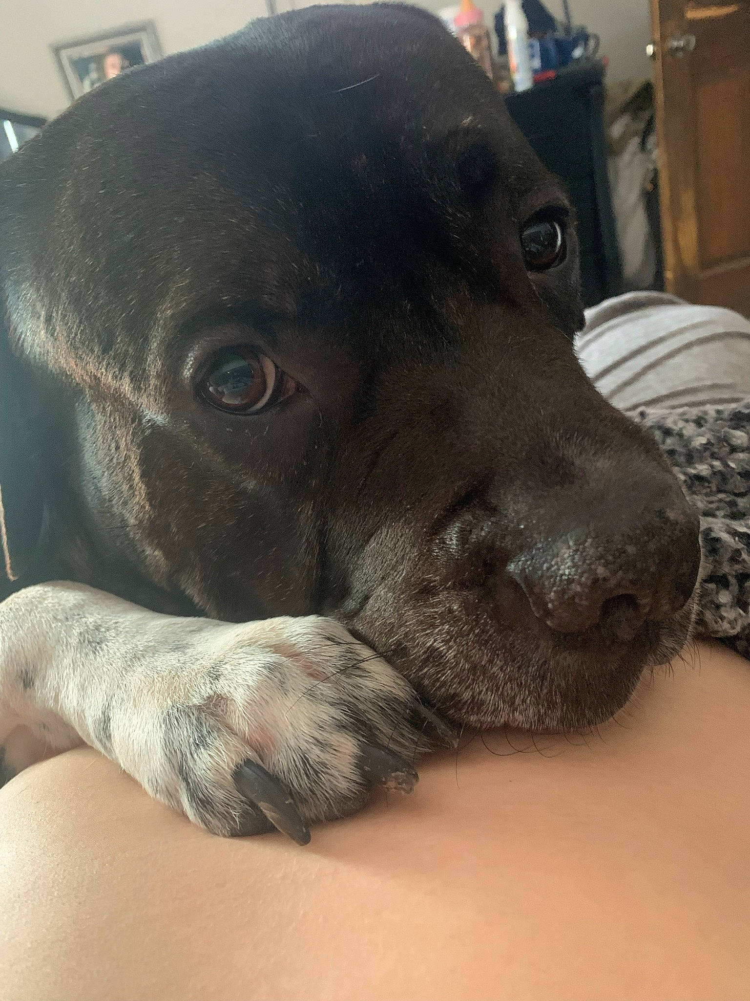 Legend joined the competition — help win amazing prizes! borador, canidae, carnivore, comfort, companion_dog, dog, dog_breed, fawn, fur, liver, metal, paw, pet_supply, puppy, retriever, snout, sporting_group, terrestrial_animal, whiskers, working_animal