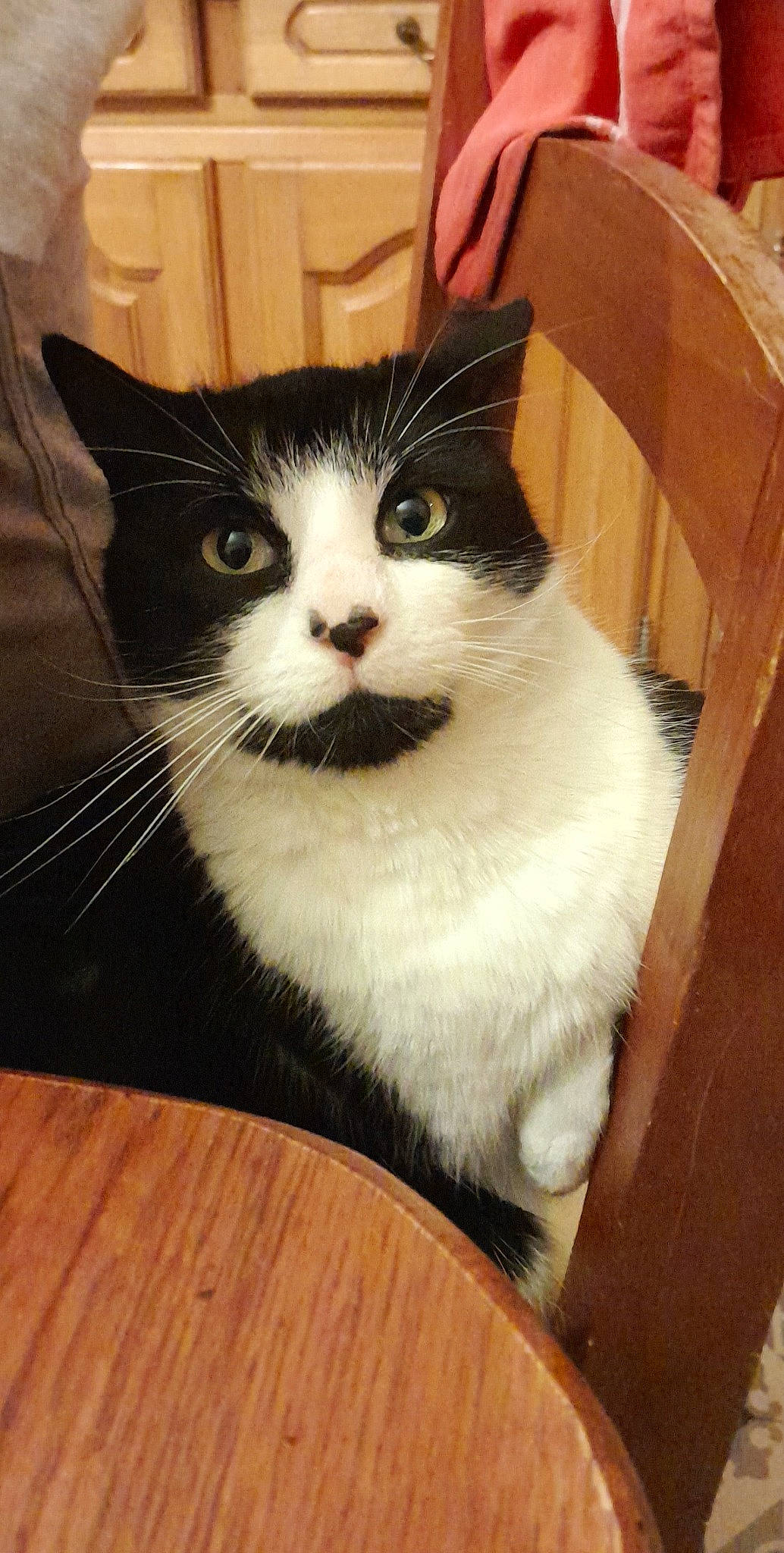 Tyson a rejoint le concours — aidez-le/la à gagner de superbes lots ! box, carnivore, cat, domestic_short_haired_cat, eye, felidae, flooring, formal_wear, fur, hardwood, packaging_and_labeling, pet_supply, small_to_medium_sized_cats, snout, table, tail, varnish, whiskers, wood, wood_stain