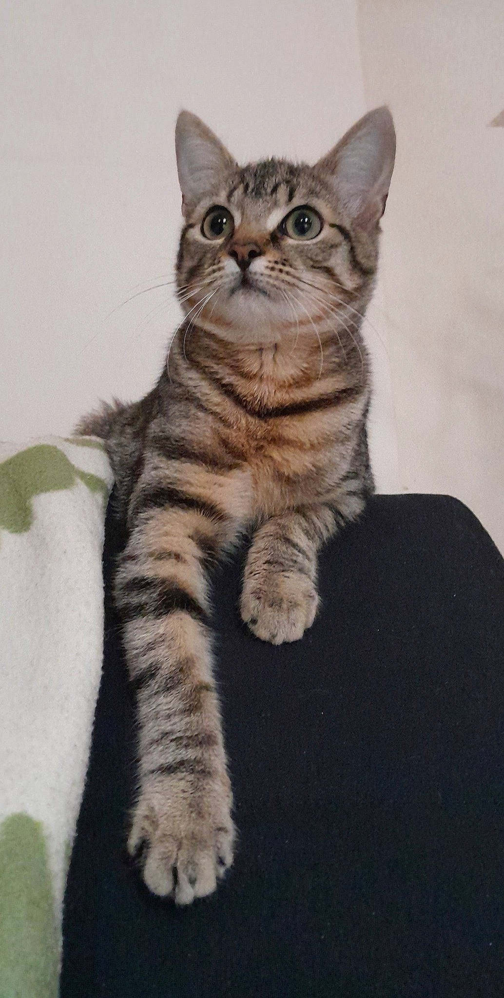 Aïka participe au concours pour gagner de l'argent avec cette photo : art, carnivore, cat, domestic_short_haired_cat, felidae, fur, paw, sitting, small_to_medium_sized_cats, snout, tail, terrestrial_animal, whiskers, wildlife