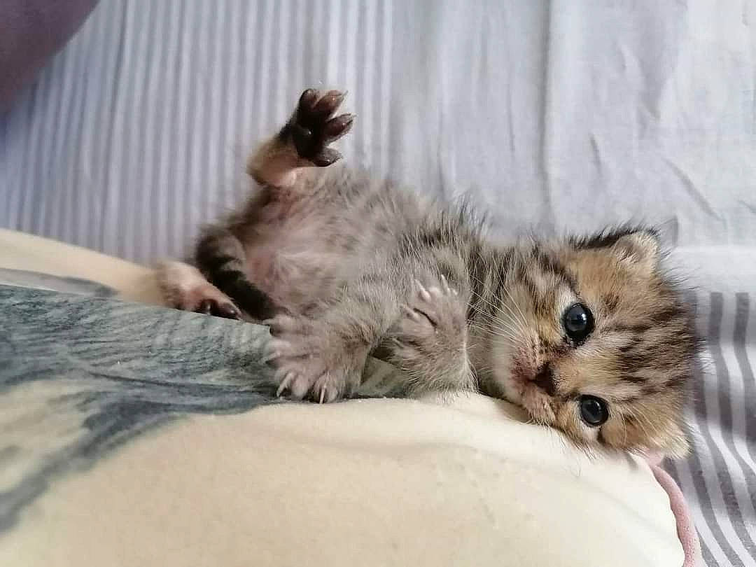 Aïka participe au concours pour gagner de l'argent avec cette photo : carnivore, cat, cat_bed, claw, comfort, couch, domestic_short_haired_cat, felidae, fur, grey, paw, small_to_medium_sized_cats, tail, terrestrial_animal, whiskers