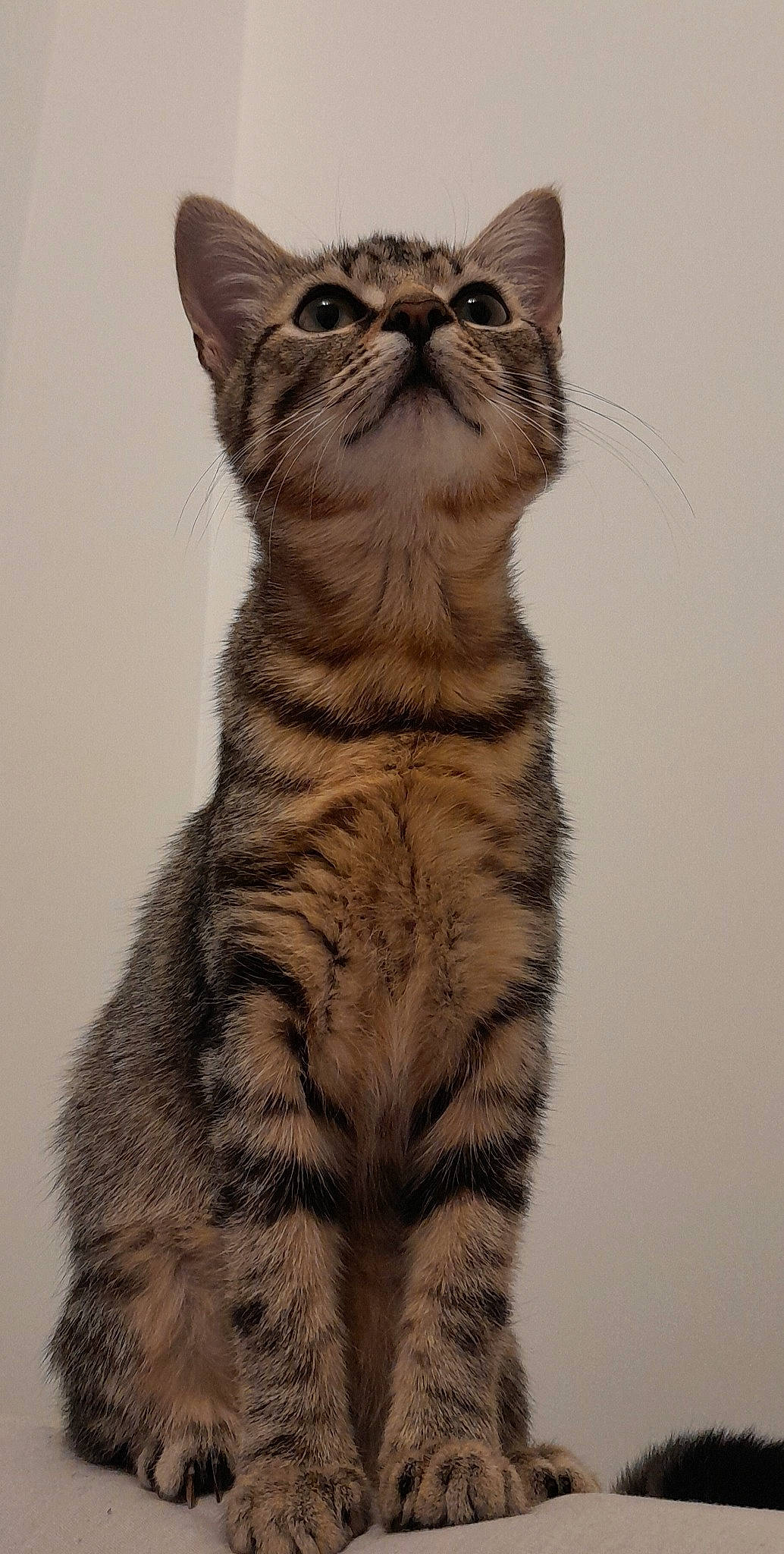 Aïka a rejoint le concours — aidez-le/la à gagner de superbes lots ! art, carnivore, cat, domestic_short_haired_cat, felidae, fur, paw, small_to_medium_sized_cats, snout, tail, terrestrial_animal, whiskers, wildlife