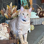 Peanut is registered to the contest to win money with this photo: cat, ginger_cat, collar, pet, animal, indoor, autumn, scarecrow, pumpkin, decor, flowers, basket, stone_hearth, wood, fall, cozy, cute, feline, home, seasonal