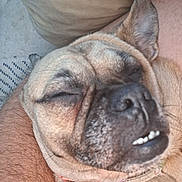 Fiona joined the competition — help win amazing prizes! dog, close_up, sleeping, relaxed, face, teeth, ear, person, arm, hairy, cushion, beige, indoor, pet, collar, snout, nose, wrinkles, comfort, rest