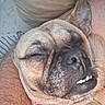 dog, close_up, sleeping, relaxed, face, teeth, ear, person, arm, hairy, cushion, beige, indoor, pet, collar, snout, nose, wrinkles, comfort, rest