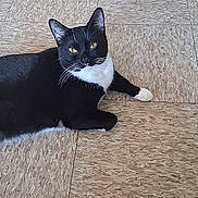 Dice is registered to the contest to win money with this photo: cat, black_and_white, indoor, floor, tile, relaxed, pet, animal, whiskers, paws, fur, looking, resting, domestic, cute, eyes, side_view, home, mammal, feline