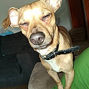 Mario joined the competition — help win amazing prizes! dog, pet, animal, closeup, collar, indoor, furniture, couch, brown, small_dog, canine, expression, squinting, sleepy, domestic, house, portrait, standing, ears, nose