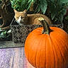 animal, autumn, cat, close_up, colorful_surface, cozy, cute, decorative_box, fall, foliage, green_leaves, nature, orange_cat, outdoor, pet, plant, planter_box, pumpkin, relaxed, stem