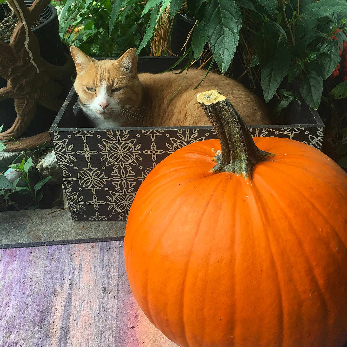 Ginger