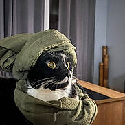 Sushis a rejoint le concours — aidez-le/la à gagner de superbes lots ! cat, black_and_white, wide_eyes, cloth, turban, scarf, indoor, curious, pet, feline, whiskers, wrapped, cozy, looking_sideways, domestic, animal, cute, funny, portrait, fur