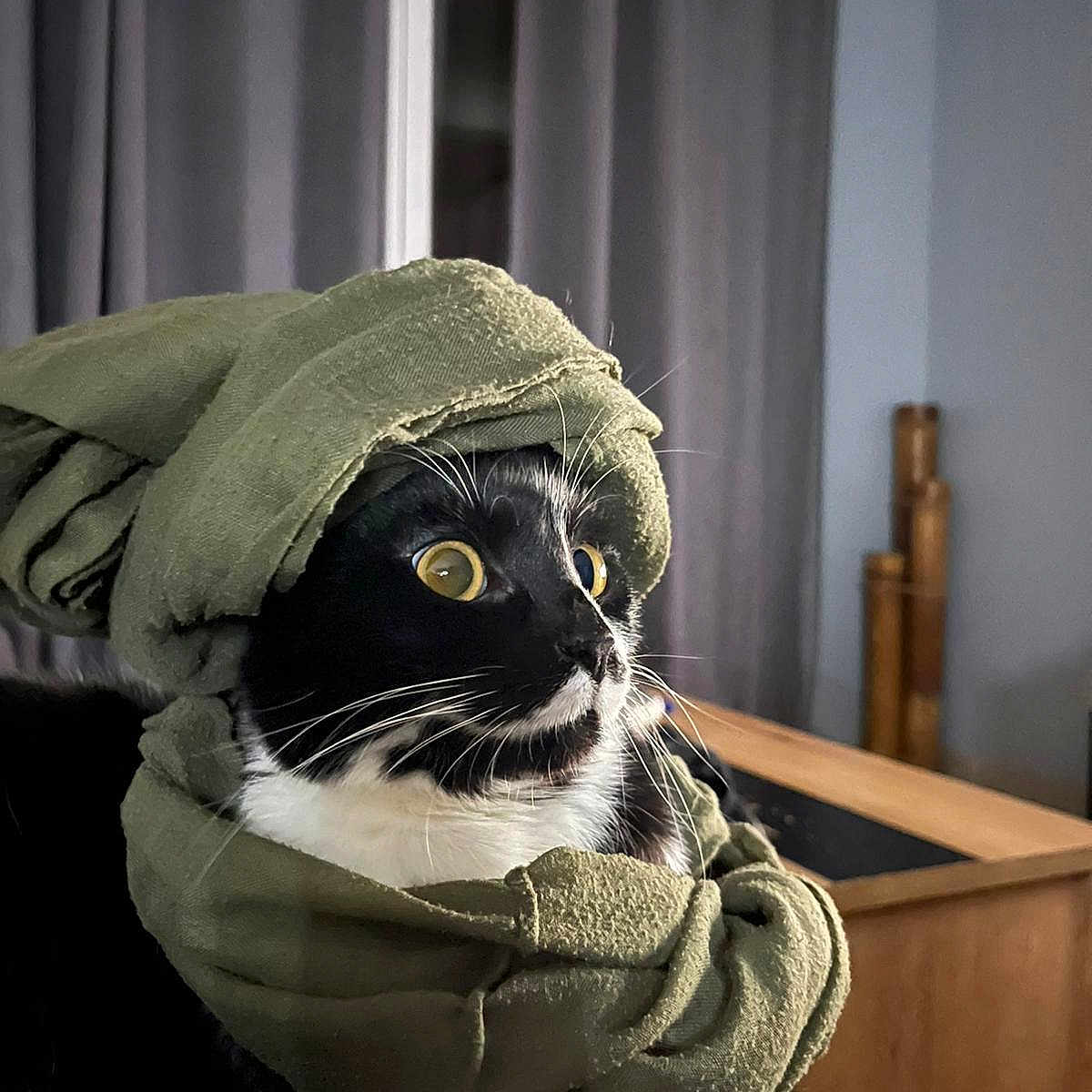 Sushis a rejoint le concours — aidez-le/la à gagner de superbes lots ! animal, black_and_white, cat, cloth, cozy, curious, cute, domestic, feline, funny, fur, indoor, looking_sideways, pet, portrait, scarf, turban, whiskers, wide_eyes, wrapped