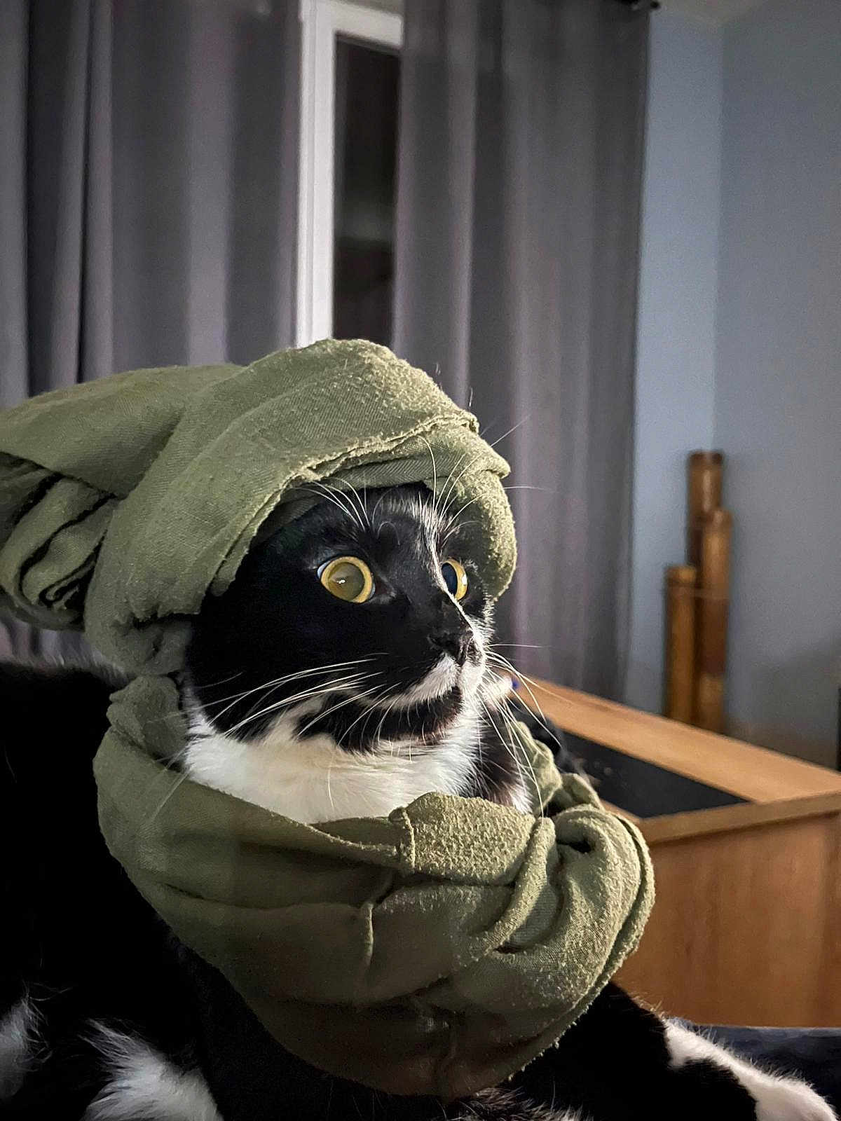 Sushis a rejoint le concours — aidez-le/la à gagner de superbes lots ! cat, black_and_white, wide_eyes, cloth, turban, scarf, indoor, curious, pet, feline, whiskers, wrapped, cozy, looking_sideways, domestic, animal, cute, funny, portrait, fur