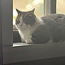 animal, calm, cat, closeup, daylight, domestic_animal, ears, feline, fur, indoor, light, pet, quiet, relaxing, resting, shadow, sleepy, whiskers, window, windowsill