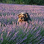 dog, lavender, flower_field, outdoor, nature, purple_flowers, grass, pet, animal, fur, sunlight, greenery, bush, plant, leaf, summer, flora, canine, wildlife, closeup