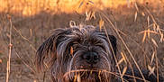 Titus participe au concours pour gagner de l'argent avec cette photo : dog, grass, outdoor, field, nature, animal, sunlight, golden_hour, fur, collar, brown, wild, quiet, relaxing, daylight, summer, pets, canine, closeup, portrait