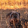 dog, grass, outdoor, field, nature, animal, sunlight, golden_hour, fur, collar, brown, wild, quiet, relaxing, daylight, summer, pets, canine, closeup, portrait