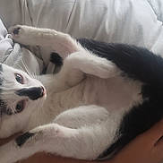 Zip participe au concours pour gagner de l'argent avec cette photo : kitten, cat, black_and_white, pet, animal, sleeping, bed, blanket, white, fur, cute, small, resting, paw, comfort, cozy, indoor, human_arm, relax, young
