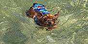 Little Louie joined the competition — help win amazing prizes! dog, water, swimming, life_jacket, small_dog, outdoor, animal, pet, canine, brave, adventure, clear_water, ripples, summer, wet, nature, cute, floating, active, tiny