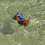 dog, water, swimming, life_jacket, small_dog, outdoor, animal, pet, canine, brave, adventure, clear_water, ripples, summer, wet, nature, cute, floating, active, tiny