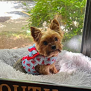 Little Louie is registered to the contest to win money with this photo: dog, small_dog, yorkshire_terrier, pet, costume, outfit, fluffy_bed, window, greenery, daylight, curious, indoor, resting, cute, animal, fur, ears, snout, sitting, looking