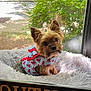 dog, small_dog, yorkshire_terrier, pet, costume, outfit, fluffy_bed, window, greenery, daylight, curious, indoor, resting, cute, animal, fur, ears, snout, sitting, looking