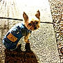 Little Louie is registered to the contest to win money with this photo: dog, small_dog, denim_outfit, sidewalk, shadow, sunlight, outdoor, pet, curious, brown_dog, canine, clothing, animal, daylight, looking_back, pavement, texture, street, summer, cute