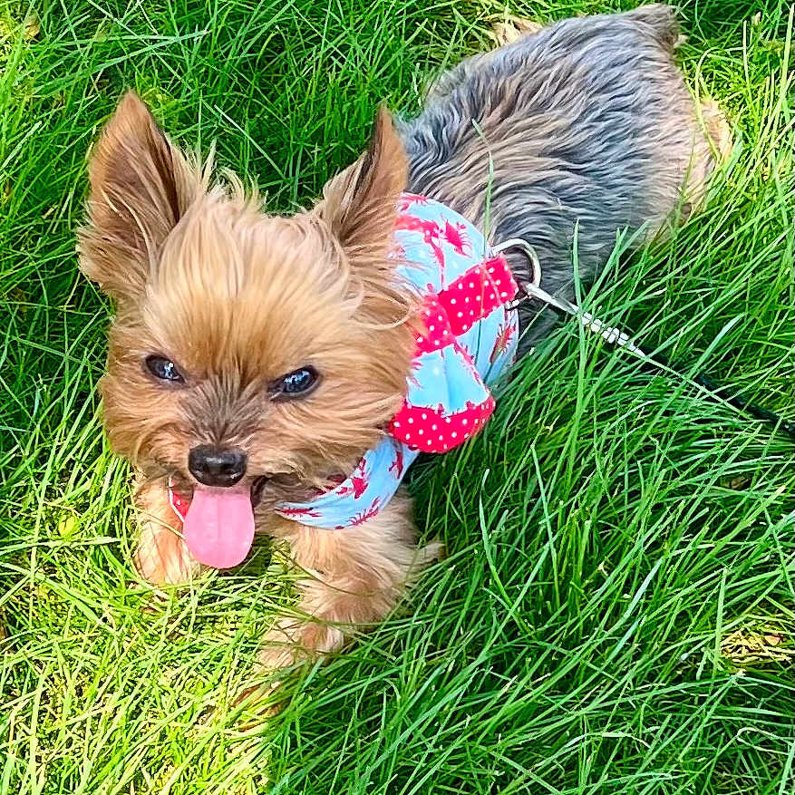 Little Louie is registered to the contest to win money with this photo: animal, canine, close_up, dog, ears, fur, grass, greenery, happy, harness, leash, nature, outdoor, pet, playful, small_dog, summer, sunlight, tongue_out, yorkshire_terrier