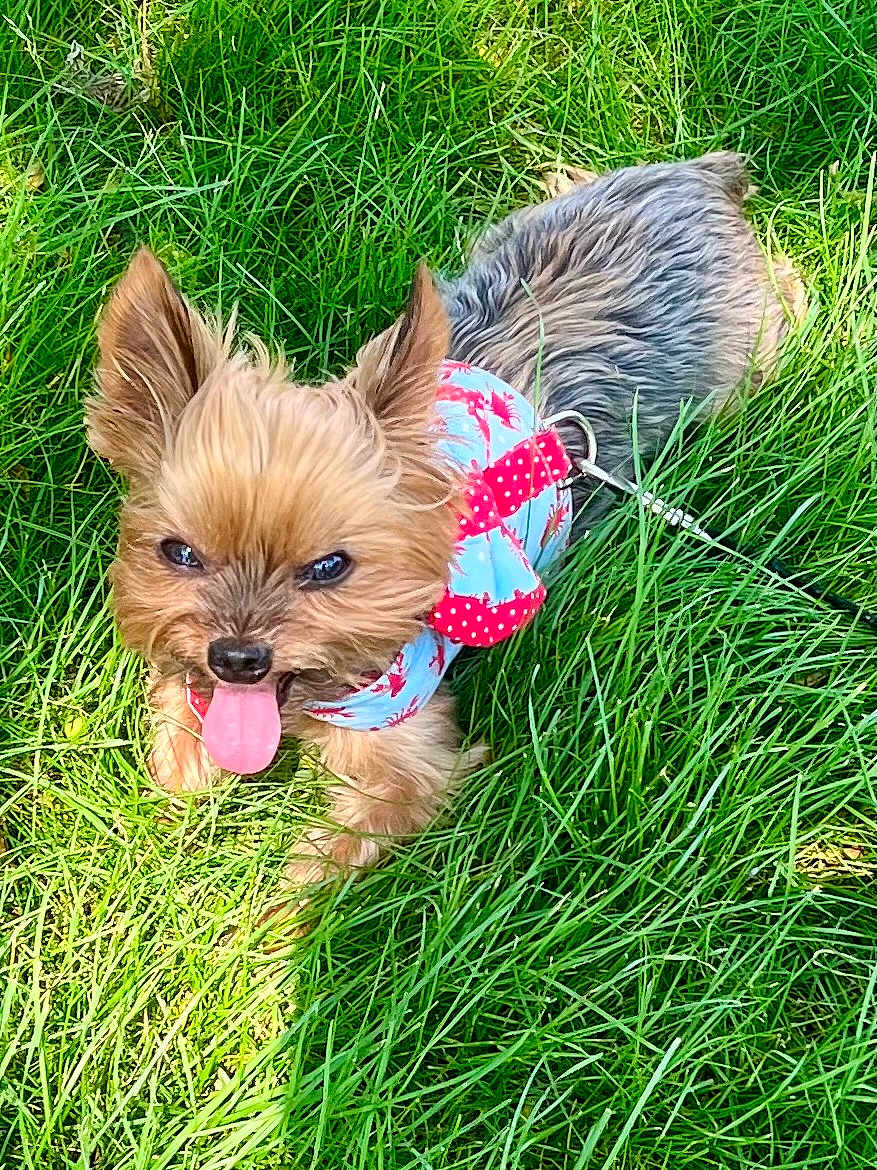 Little Louie is registered to the contest to win money with this photo: dog, yorkshire_terrier, grass, outdoor, pet, animal, tongue_out, harness, small_dog, sunlight, playful, happy, nature, canine, fur, ears, leash, close_up, greenery, summer