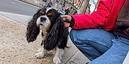 Milo participe au concours pour gagner de l'argent avec cette photo : animal, buildings, cavalier_king_charles_spaniel, close_up, cute, dog, fur, hand, jeans, long_ears, outdoor, pavement, person, pet, red_jacket, sidewalk, street, tree, urban, walking