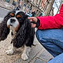 dog, cavalier_king_charles_spaniel, pet, animal, sidewalk, person, red_jacket, jeans, street, urban, buildings, tree, hand, long_ears, fur, outdoor, walking, pavement, close_up, cute