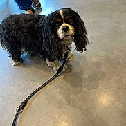 Milo a rejoint le concours — aidez-le/la à gagner de superbes lots ! dog, leash, floor, indoor, black_and_white, pet, cavalier_king_charles_spaniel, fur, animal, curly_fur, looking_up, person, pants, sandals, shadow, concrete, casual, companion, domestic_animal, waiting