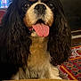 dog, cavalier_king_charles_spaniel, tongue_out, indoor, pet, close_up, brown_and_white, curly_ears, happy, fur, nostrils, eyes, face, carpet, fireplace, cozy, animal, mammal, tongue, cute