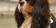 Milo participe au concours pour gagner de l'argent avec cette photo : dog, cavalier_king_charles_spaniel, pet, animal, outdoor, portrait, fur, leash, paws, black, white, tan, curly_ears, mossy_stone, cityscape, sunset, blurred_background, closeup, thoughtful, resting