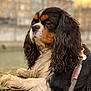 dog, cavalier_king_charles_spaniel, pet, animal, outdoor, portrait, fur, leash, paws, black, white, tan, curly_ears, mossy_stone, cityscape, sunset, blurred_background, closeup, thoughtful, resting