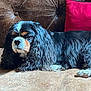 dog, cavalier_king_charles_spaniel, long_ears, black_fur, white_fur, brown_fur, couch, leather, pillow, red_pillow, pet, indoors, resting, fur, animal, canine, relaxed, home, comfortable, laying_down