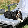 Milo participe au concours pour gagner de l'argent avec cette photo : dog, cavalier_king_charles_spaniel, outdoor, lawn, grass, chair, cushion, relaxed, sunlight, pet, animal, fur, white_towel, resting, canine, summer, daytime, portrait, leisure, comfortable