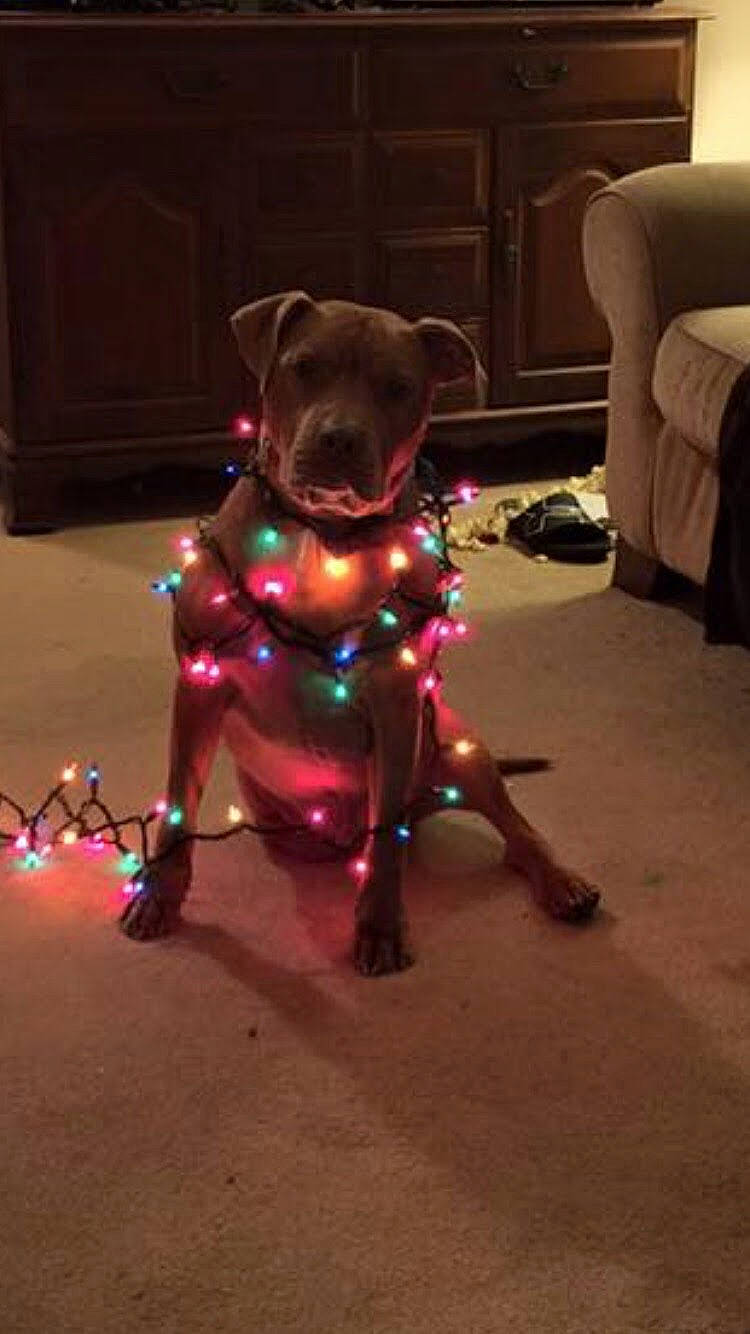 Chance joined the competition — help win amazing prizes! canidae, carmine, chair, companion_dog, couch, dog_breed, event, fawn, fictional_character, flooring, fur, leash, magenta, pillow, purple, snout, sporting_group, tail, television, working_animal