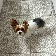 Oliver is registered to the contest to win money with this photo: dog, small_dog, toy, floor, tile_floor, decorative_tiles, indoor, pet, fur, ears, looking_up, curious, white_fur, brown_fur, black_fur, tail, doorway, carpet, playful, animal