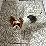 dog, small_dog, toy, floor, tile_floor, decorative_tiles, indoor, pet, fur, ears, looking_up, curious, white_fur, brown_fur, black_fur, tail, doorway, carpet, playful, animal