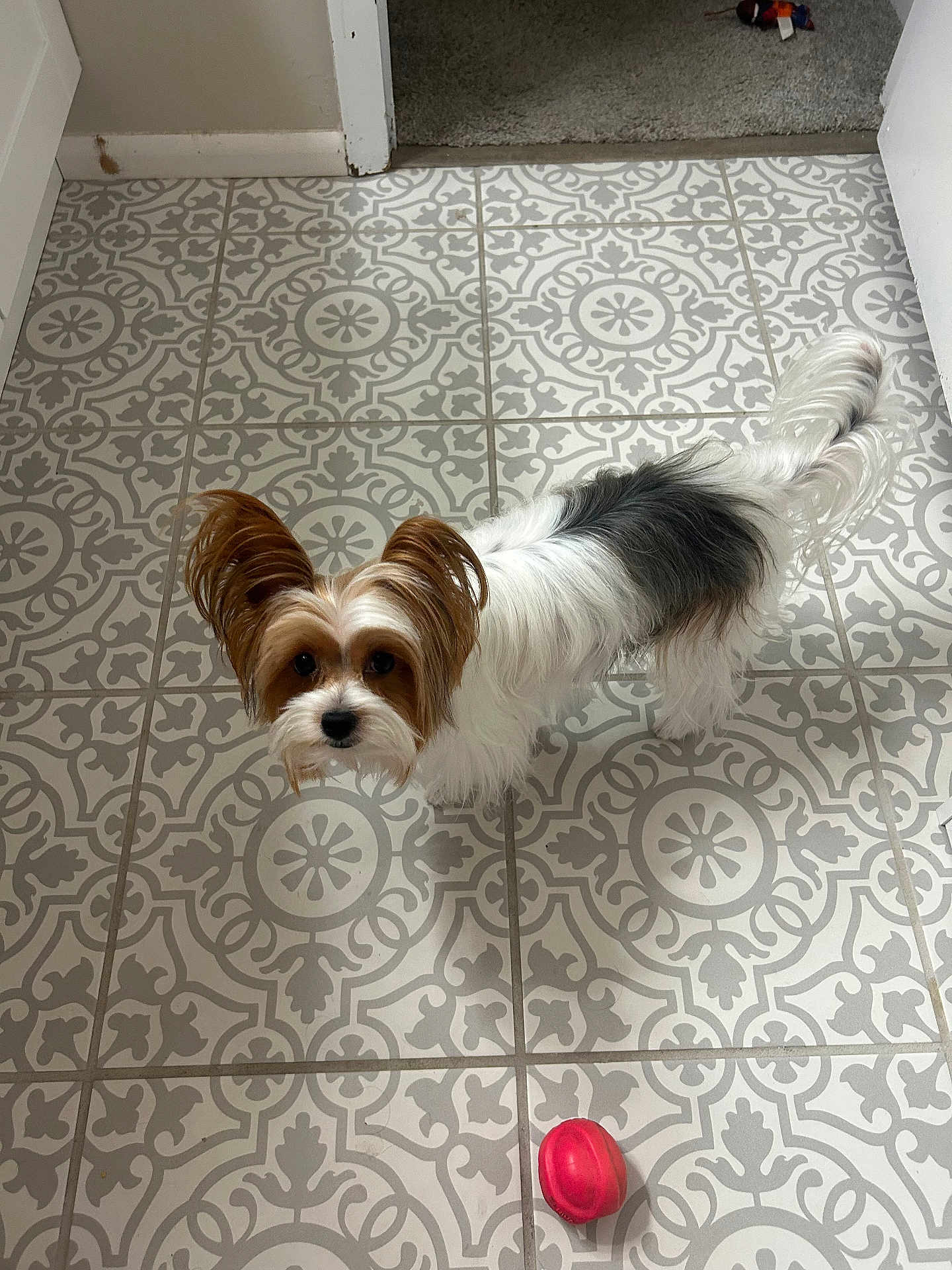 Oliver is registered to the contest to win money with this photo: dog, small_dog, toy, floor, tile_floor, decorative_tiles, indoor, pet, fur, ears, looking_up, curious, white_fur, brown_fur, black_fur, tail, doorway, carpet, playful, animal