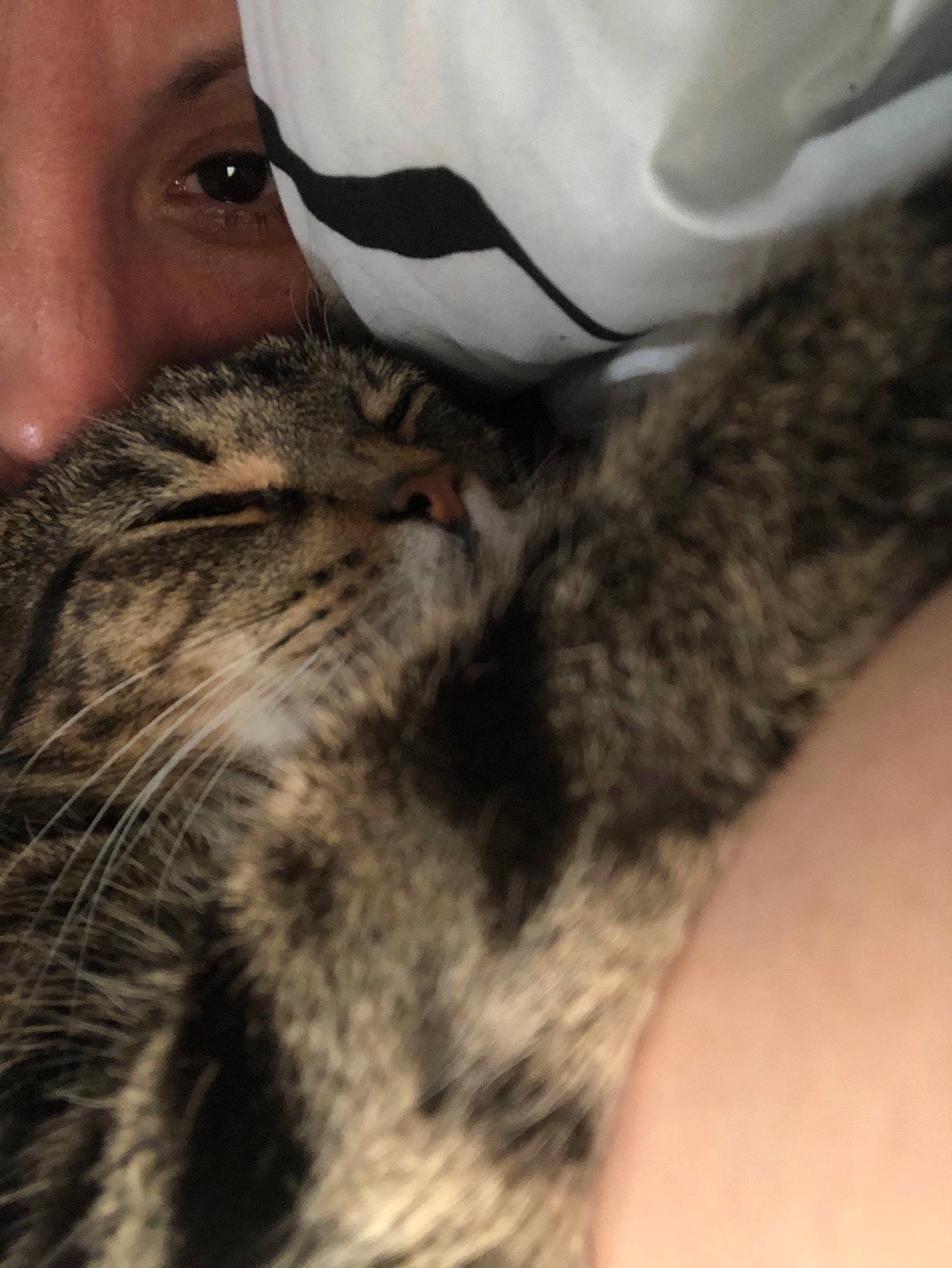 Precious joined the competition — help win amazing prizes! american_shorthair, carnivore, cat, domestic_short_haired_cat, dragon_li, european_shorthair, eye, felidae, fur, kitten, nose, pixie_bob, selfie, small_to_medium_sized_cats, snout, tabby_cat, whiskers