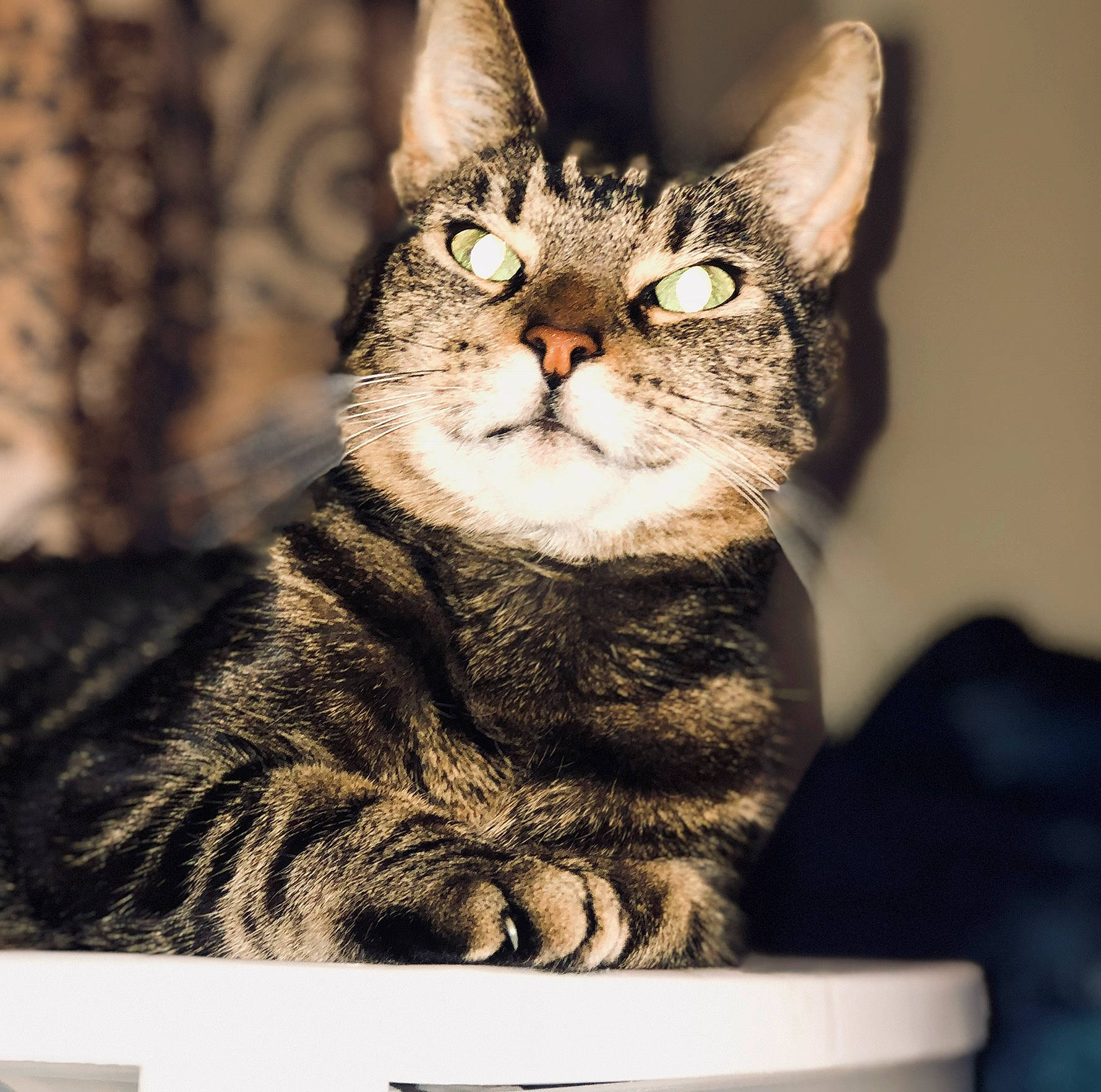 Precious is registered to the contest to win money with this photo: american_shorthair, american_wirehair, asian, california_spangled, carnivore, cat, domestic_short_haired_cat, dragon_li, european_shorthair, eye, felidae, fur, kitten, mammal, ocicat, small_to_medium_sized_cats, snout, tabby_cat, vertebrate, whiskers