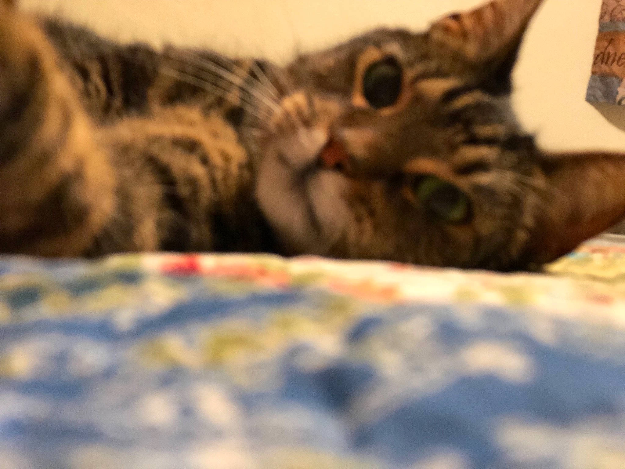 Precious joined the competition — help win amazing prizes! american_shorthair, asian, bengal, california_spangled, carnivore, cat, domestic_short_haired_cat, dragon_li, egyptian_mau, european_shorthair, felidae, kitten, mammal, pixie_bob, small_to_medium_sized_cats, snout, tabby_cat, toyger, vertebrate, whiskers