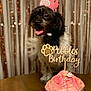 Pebbles is registered to the contest to win money with this photo: dog, birthday_cake, pink_cake, sprinkles, birthday_crown, party, celebration, indoor, table, decorations, happy_dog, tongue_out, black_and_white, cake_topper, wooden_sign, cute_pet, festive, background_curtains, smiling, pet_birthday