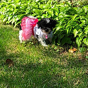 Pebbles joined the competition — help win amazing prizes! puppy, dog, tutu, clothing, pink, outdoor, grass, plants, greenery, sunlight, cute, small, pet, animal, nature, adorable, fluffy, playful, garden, young