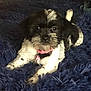 Pebbles is registered to the contest to win money with this photo: puppy, dog, black_and_white, collar, bell, shaggy_rug, blue_rug, pet, cute, lying_down, indoor, fur, animal, young_dog, small_dog, adorable, looking_at_camera, pink_collar, domestic_animal, resting