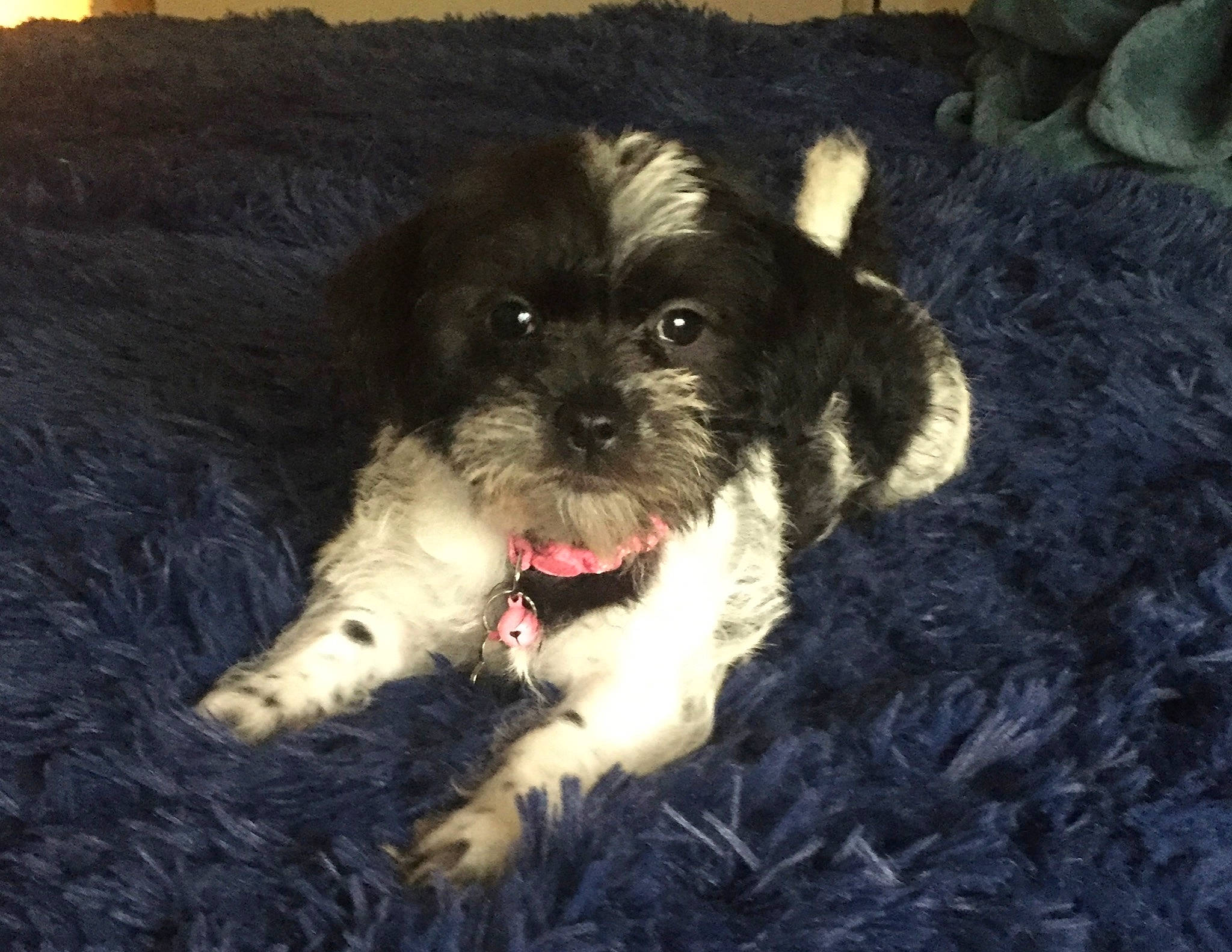 Pebbles joined the competition — help win amazing prizes! bolonka, canidae, carnivore, cavapoo, cockapoo, dog, dog_breed, havanese, kyi_leo, maltepoo, mammal, morkie, pekapoo, poodle_crossbreed, puppy, schnoodle, shih_poo, snout, tibetan_terrier, vertebrate