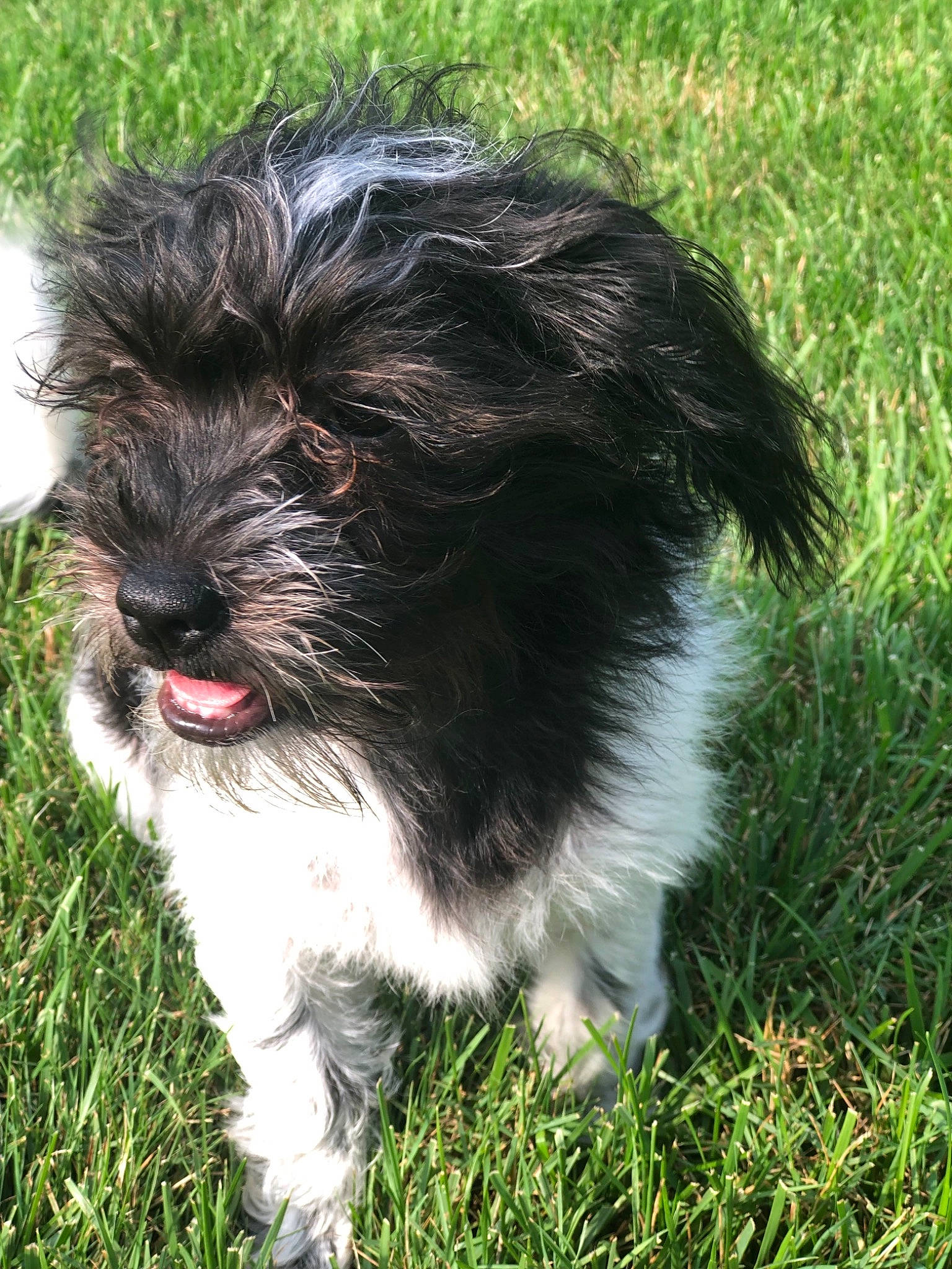 Pebbles joined the competition — help win amazing prizes! affenpinscher, bolonka, canidae, carnivore, chinese_imperial_dog, companion_dog, dog, dog_breed, havanese, kyi_leo, lowchen, mammal, puppy, schapendoes, schnoodle, shih_poo, shih_tzu, sporting_group, tibetan_terrier, vertebrate