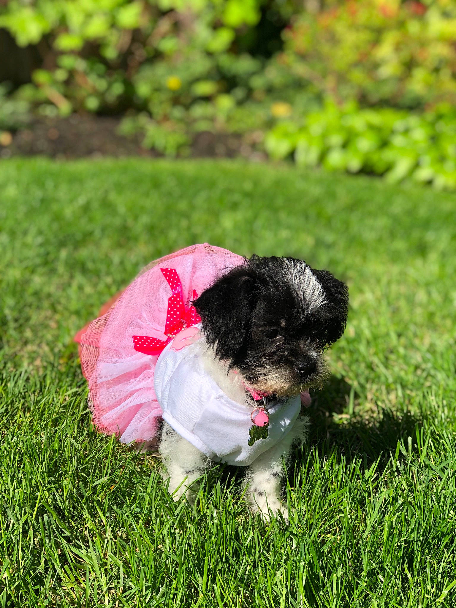 Pebbles is registered to the contest to win money with this photo: affenpinscher, bolonka, canidae, carnivore, chinese_imperial_dog, companion_dog, dog, dog_breed, grass, havanese, kyi_leo, mal_shi, maltepoo, maltese, mammal, morkie, puppy, schnoodle, shih_tzu, vertebrate