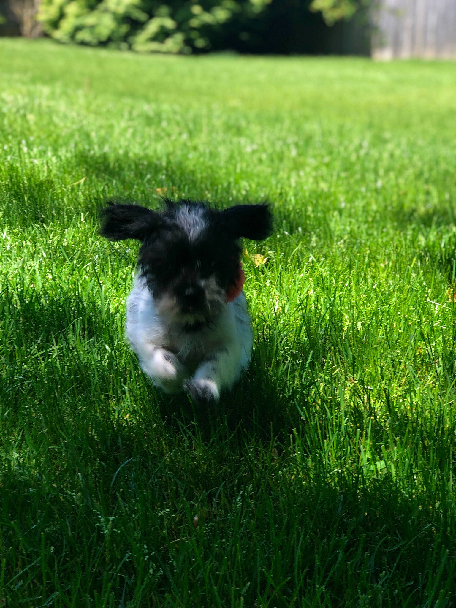 Pebbles is registered to the contest to win money with this photo: canidae, carnivore, companion_dog, dog, dog_breed, grass, grass_family, green, lawn, meadow, plant, puppy, sporting_group, toy_dog, yorkshire_terrier