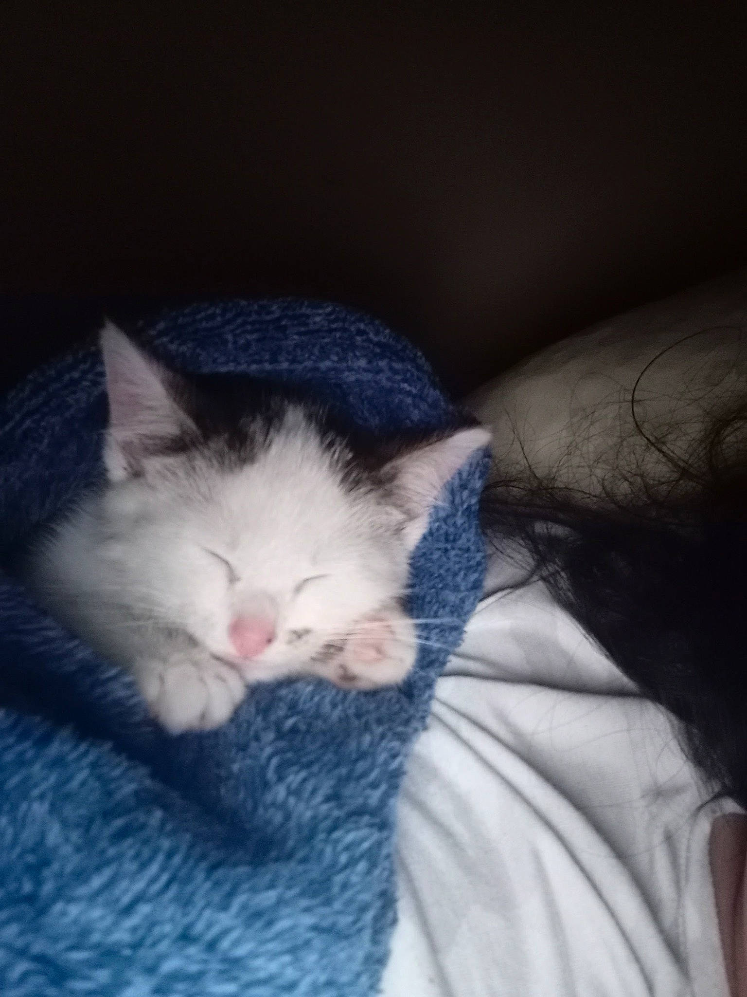 Buttercup joined the competition — help win amazing prizes! carnivore, cat, claw, comfort, darkness, domestic_short_haired_cat, ear, electric_blue, felidae, fur, gesture, grey, nap, paw, sitting, sleep, small_to_medium_sized_cats, snout, tail, whiskers